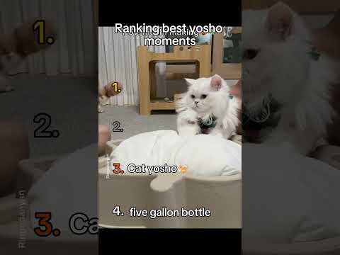Ranking best yosho moments #meme #ranking #yosho hai #yoshi