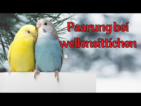So erkennst du, dass sich Wellensittiche paaren!
