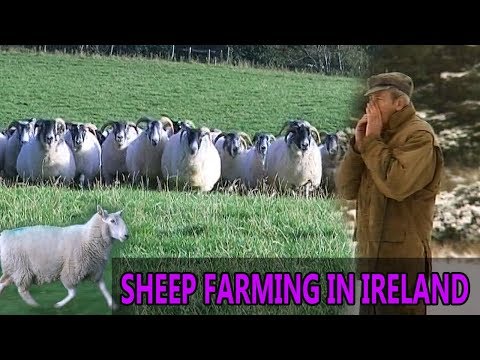 , title : 'Sheep Farming in Ireland  --   Rare Breeds of Sheep'
