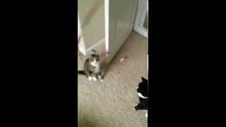 Belle playing with the wand