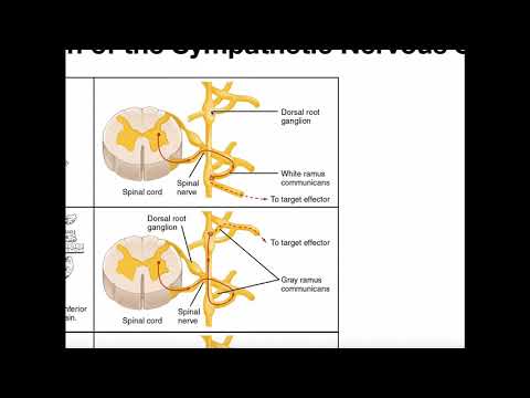Structure of Sympathetic Nervous System Pathways
