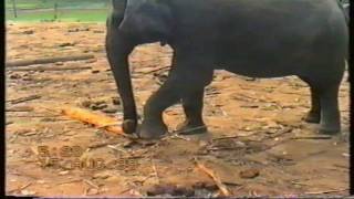 preview picture of video 'Elephant Orphanage Pinnawala Sri Lanka'