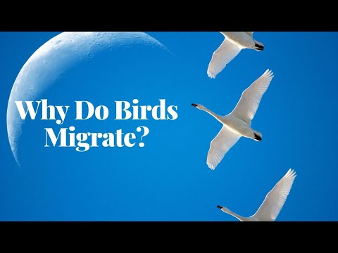 Why Do Birds Migrate? Journey into Their World!