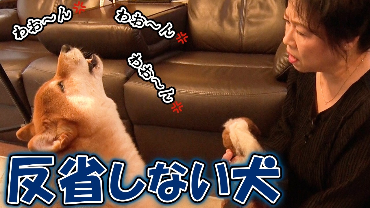 怒られたら反抗するワンコ