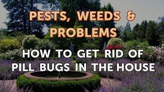 How to Get Rid of Pill Bugs in the House