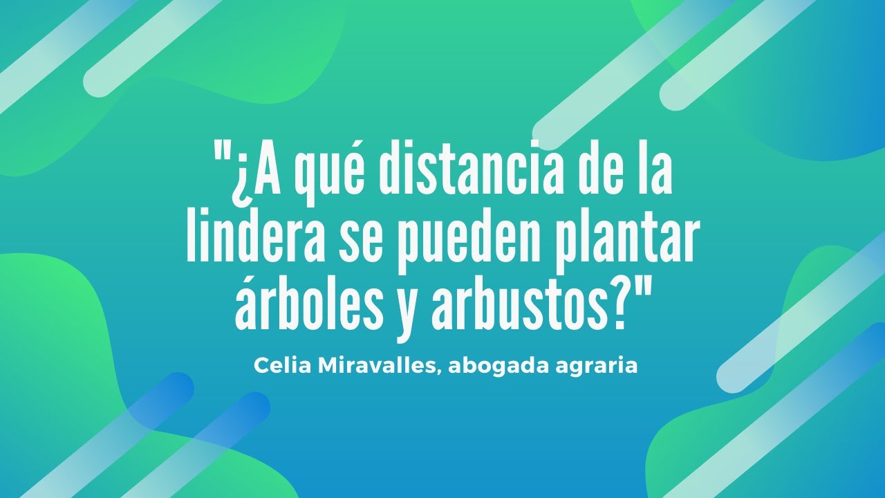 ¿A qué distancia de la lindera se pueden plantar árboles y arbustos
