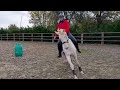 Lusitanien , lusitano a vendre 5 ans