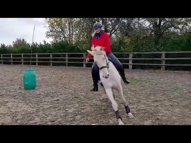 Lusitanien , lusitano a vendre 5 ans