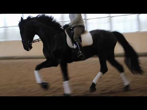 Szechwans`s Sapphire von Sezuan / Fürst Heinrich / De Niro, aus der Elitestute Czardasfürstin, 2018