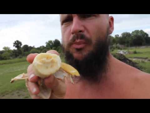 download lagu mp3 mp4 These Rare Blue Bananas Taste Like Vanilla Ice Cream, download lagu These Rare Blue Bananas Taste Like Vanilla Ice Cream gratis, unduh video klip These Rare Blue Bananas Taste Like Vanilla Ice Cream