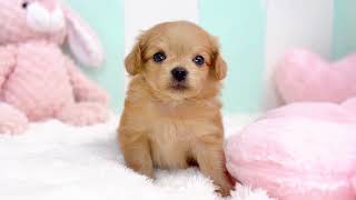 ハーフ犬の動画01