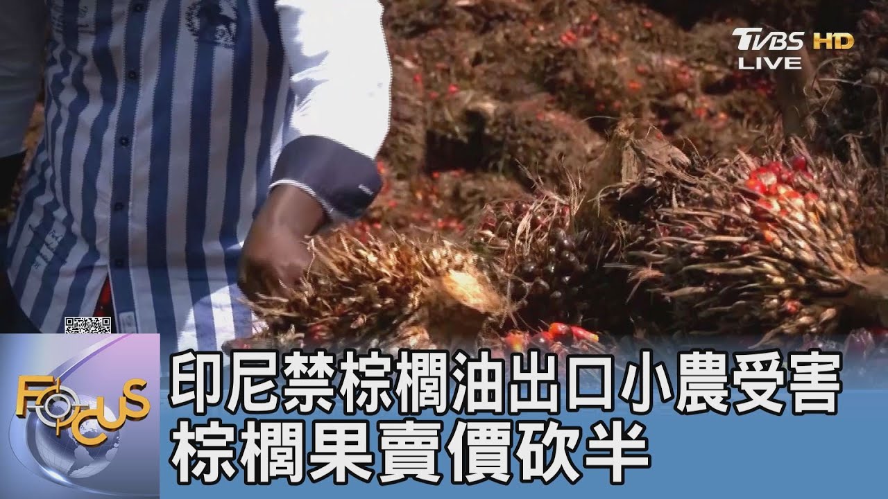 印尼禁棕櫚油出口小農受害 棕櫚果賣價砍半