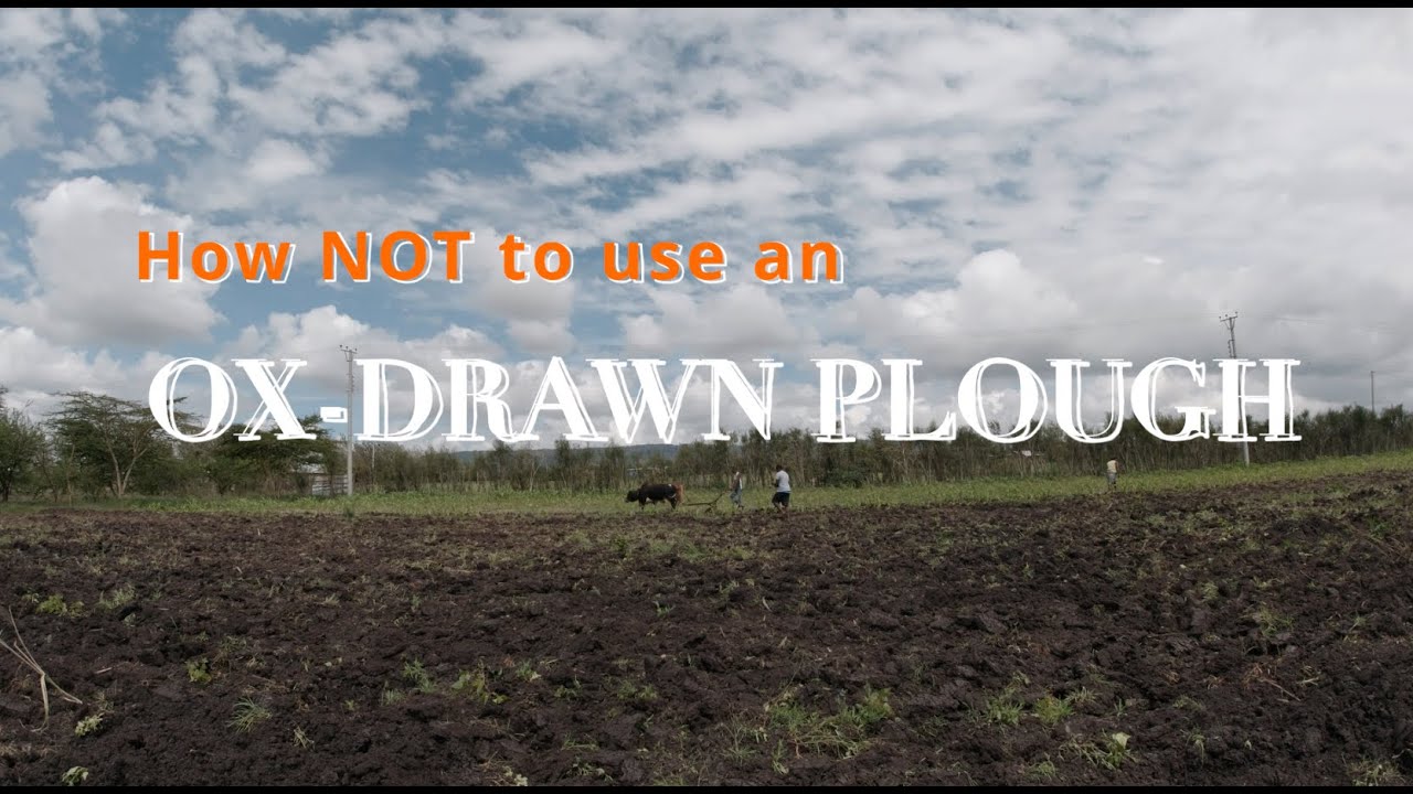 How NOT to use an OX DRAWN PLOUGH for TILLING | #farminglife #farming #gardening