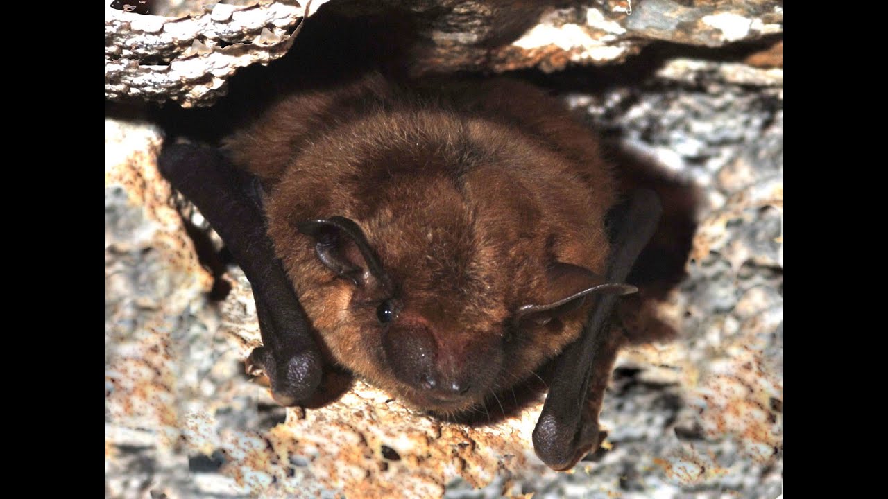 How to control bats in and around the house