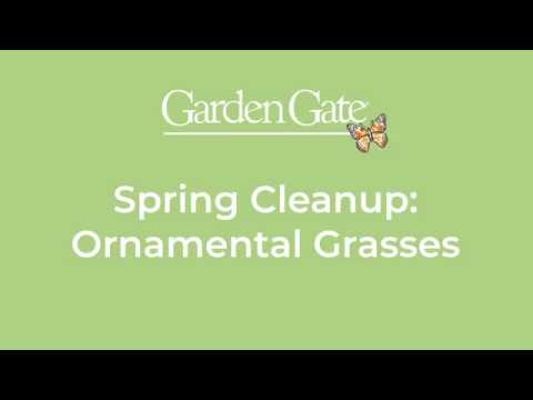 Easy Way To Cleanup Ornamental Grasses in Spring 🌿🌿 #springgardening #gardentips