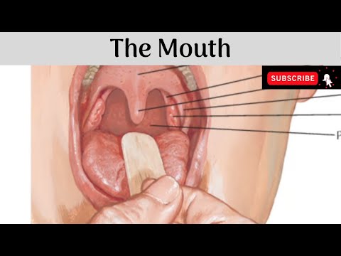 The Mouth | Parts | Lips | Cheeks | Gums | Vestibule | Oral Cavity Proper | Boundaries | Sublingual