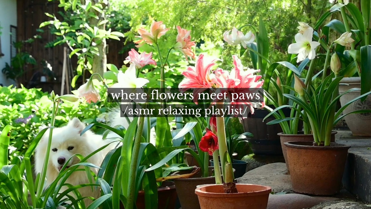where flowers meet paws - /a relaxing music playlist/