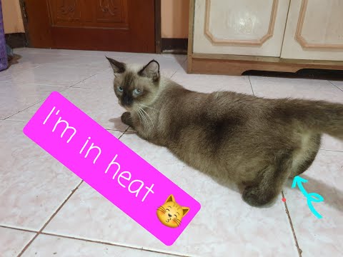 Siamese cat in heat! loud scream Signs that your cat is in heat