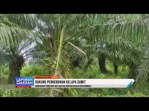 Anggaran Program Replanting Direncanakan Bertambah