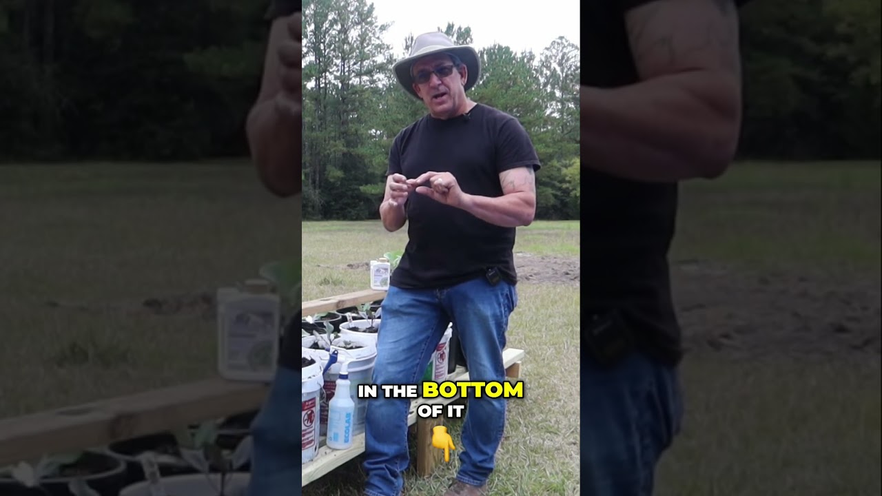 4 Effective Methods to Get Rid of Slugs and Snails