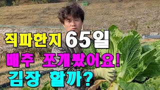 과연 직파한  김장배추로 김장할수 있을까? /  김장배추결구상태는 / 김장배추수확시기