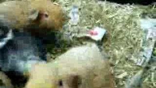 My guinea pigs at feeding time!