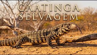CAATINGA SELVAGEM | Lar dos Animais Que Vencem a Seca - Documentário