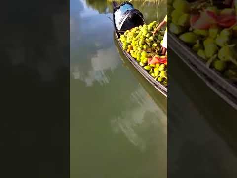 A grade solid watery green coconut, coconut size: large