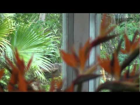 SOU HUMILDE - FLOR DE JAGUBE - MESTRE 92