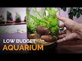 Low Budget Aquarium In A Jar