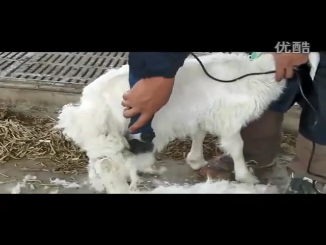 مكينه حلاقه صوف غنم