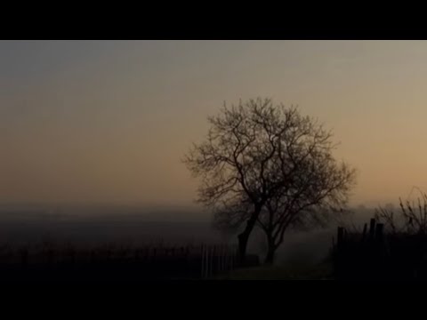 Beethoven: Violin Concerto in D Major Op. 61 - Larghetto