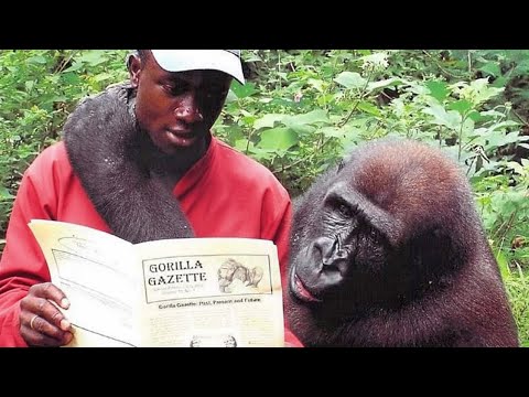 Try Not To Laugh 😂 When Animals Suddenly Have 200 IQ!