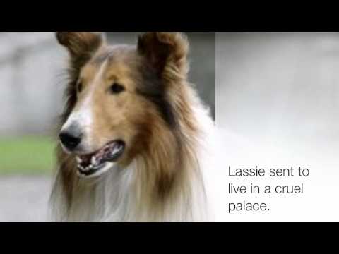 Lassie Come Home (Lily's Favorite Movie)
