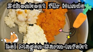 Schonkost für Hunde bei Magen Darm Infekt