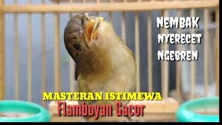 Download lagu Burung Flamboyan Gacor Emosi Ngebren Rapat Nyerecet Cocok buat Pancingan mp3