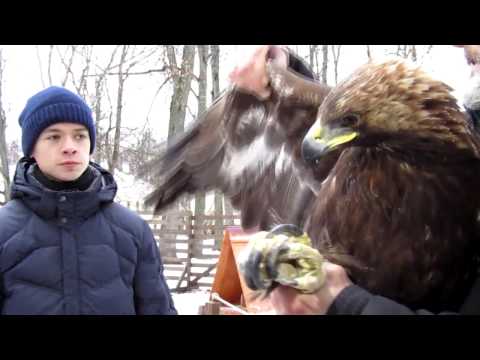 Кремлёвские птахи: беркут и говорящий ворон поселились на Соколином дворе