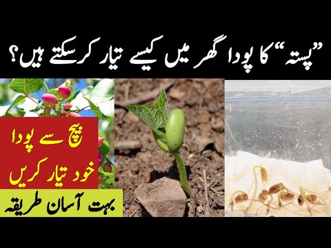 how to grow pista plant with seeds | germinate pistachio tree | pista tree in pakistan | pista tree