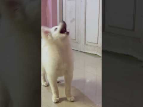 #dog #catching #foods