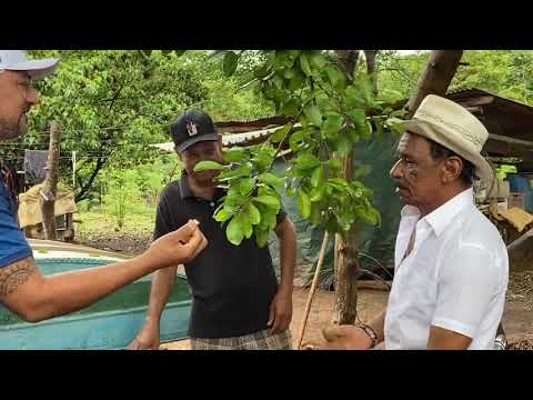 ENCONTRAMOS O ANEL DE TIRINGA | COMÉDIA SELVAGEM ®