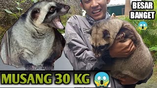 TIPS TO PREVENT OBESE PANDA CIVES!! THEY CAN WEIGHT UP TO 30 KG 😱