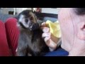 Baby Monkey Nala Tries To Feed Mom
