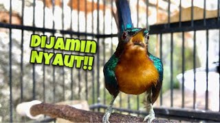 Download lagu Kolibri Wulung Manapun Dijamin Langsung Ikut Nyaut Dengan Pancingan Kowul Agar Bunyi Ini mp3 Download lagu Kolibri Wulung Manapun Dijamin Langsung Ikut Nyaut Dengan Pancingan Kowul Agar Bunyi Ini mp3