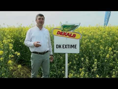 Rapita DEKALB - DK EXTIME