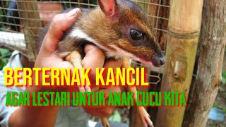 Download lagu BERTERNAK KANCIL AGAR TIDAK PUNAH mp3