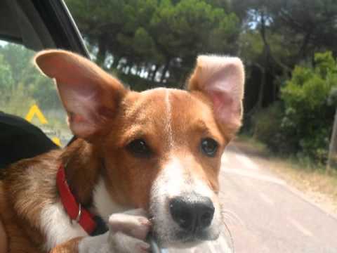 O Cão Comeu o Beat - Bebuxo, Miguelviss, Txara & Kevin