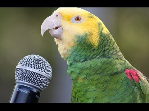 Funny Parrot  - A Cute Funny Parrots Talking Videos Compilation ||NEW HD