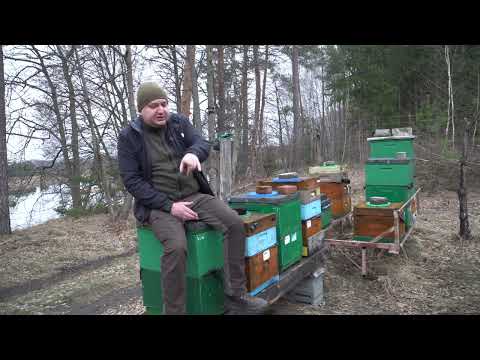 jakie pszczoły do przydomowej pasieki? Czy pszczoła buckfast nadaje się do przydomowej pasieki?