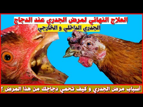 , title : 'العلاج الفعال لمرض الجدري عند الدجاج بدواء بشري بسيط💯 و كيف تحمي دجاجك من هذا المرض الخطير🐓'
