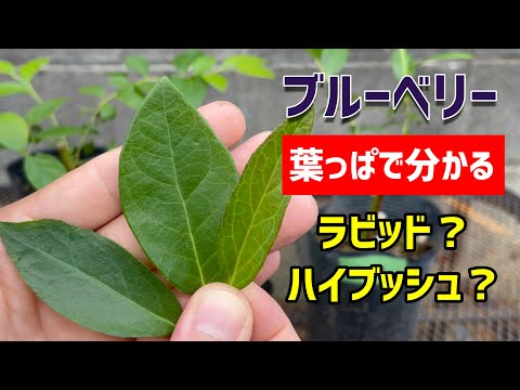 園芸 アメリカンブルーベリー、ハイブッシュコーンフラワー、コリンベル、ジャイアントブルーベリー